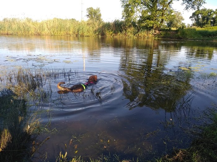 chwila zapomnienia i pies odpływa