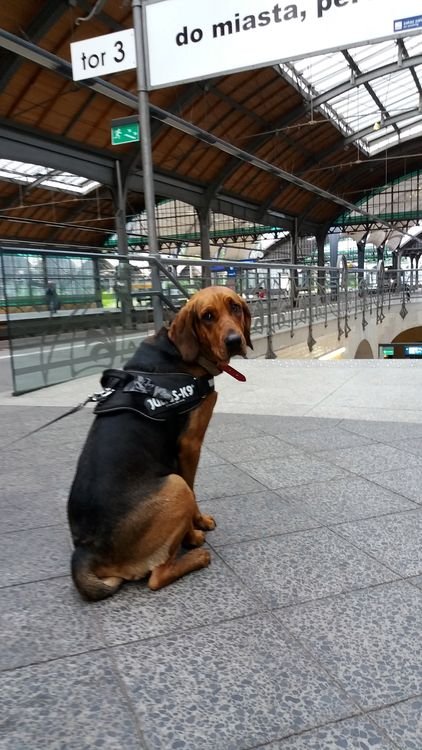 Na peronie dworca Wrocław Główny