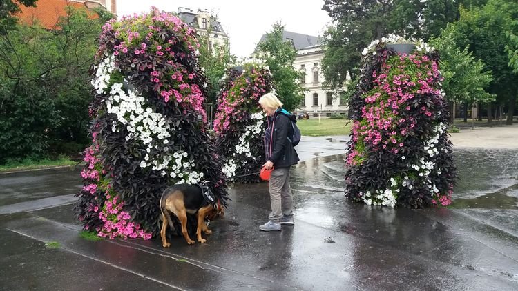 Na ukwieconym placyku