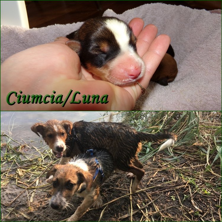Ciumcia.JPG