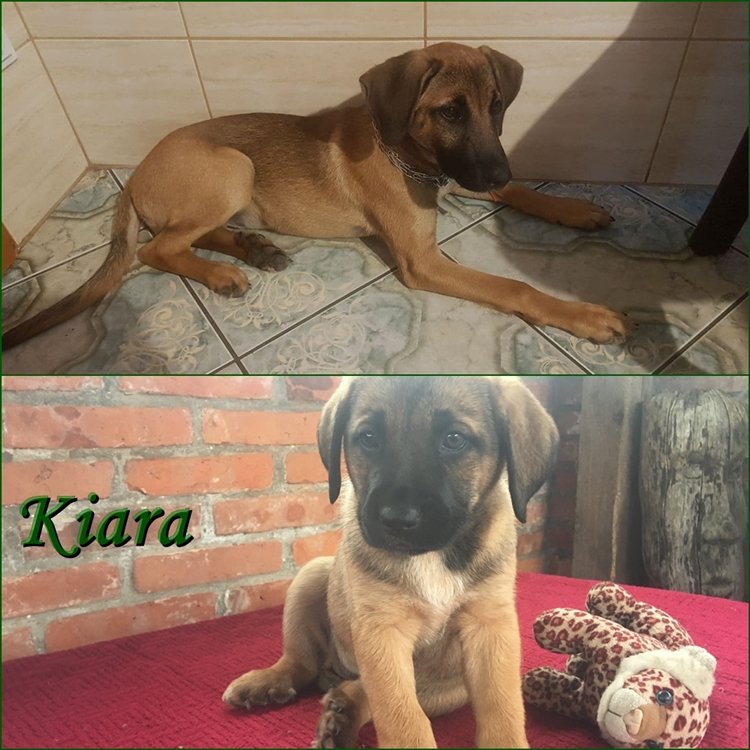 Kiara.jpg