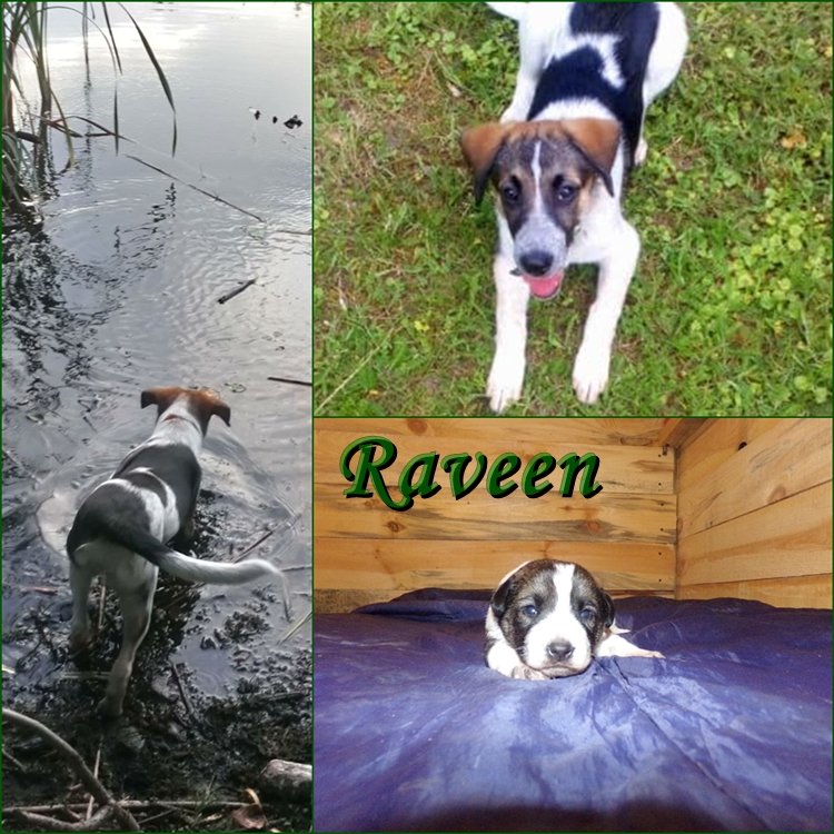 raveen.jpg