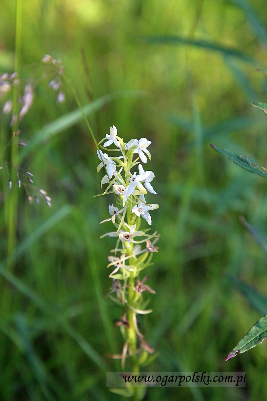 małe-IMG_2889.jpg