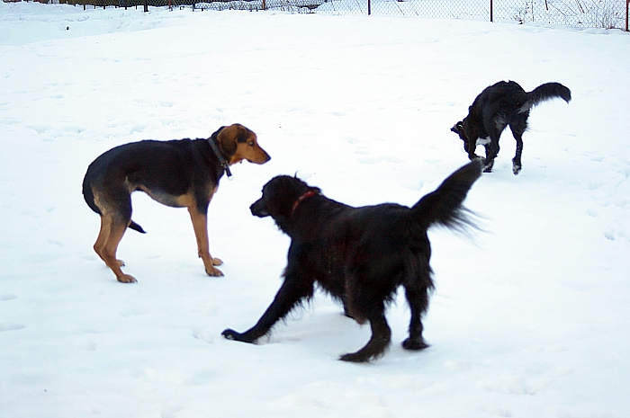 Draka i Huwer :)