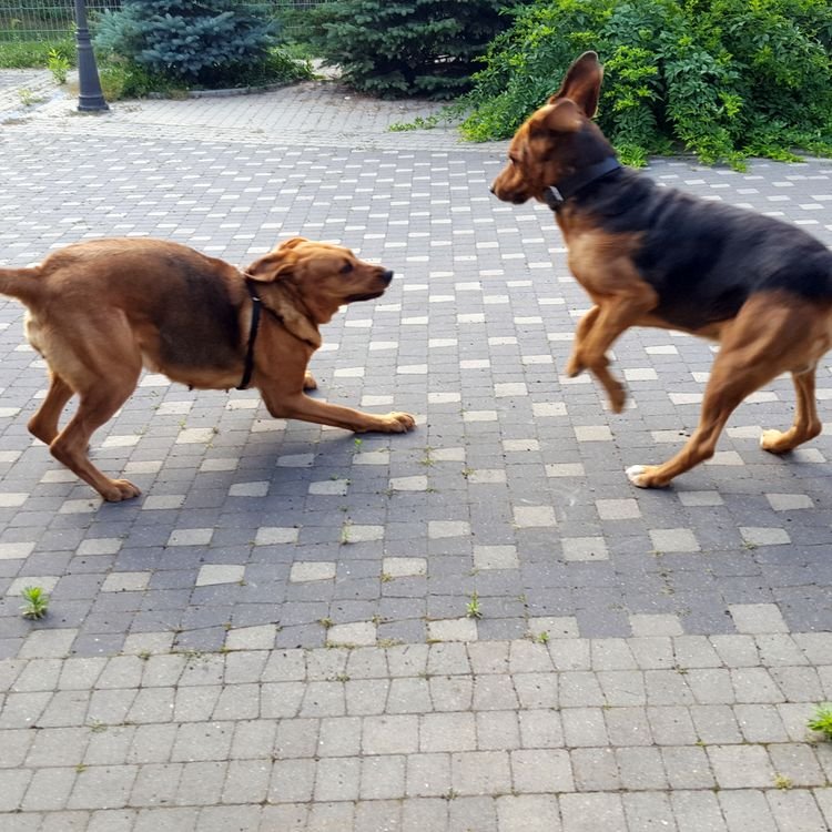 Bona i Wicher