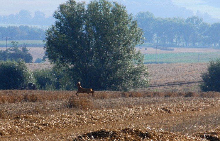 DSC_7901.JPG