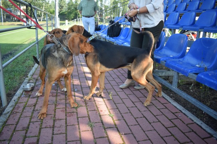 OGARZA INTEGRACJA_ GRATKA _ROZMARYN_DANTE Z KLANU POSOKOWCÓW.jpg