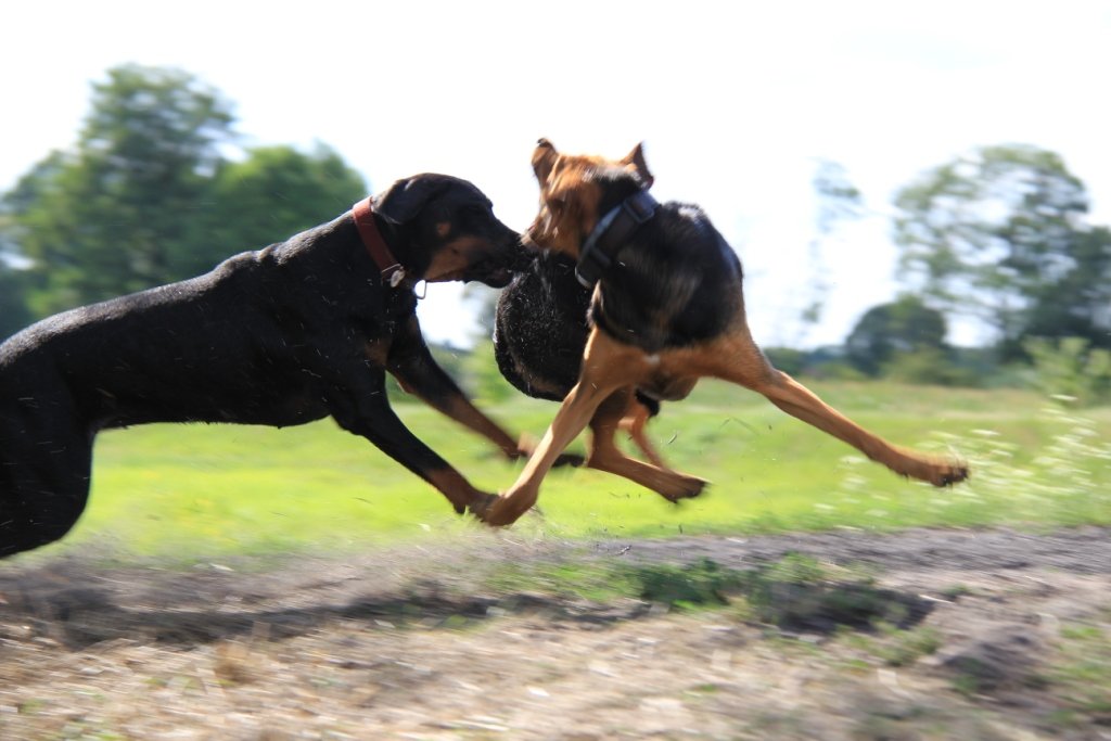 Frida akrobatka! To dopiero flying dog!