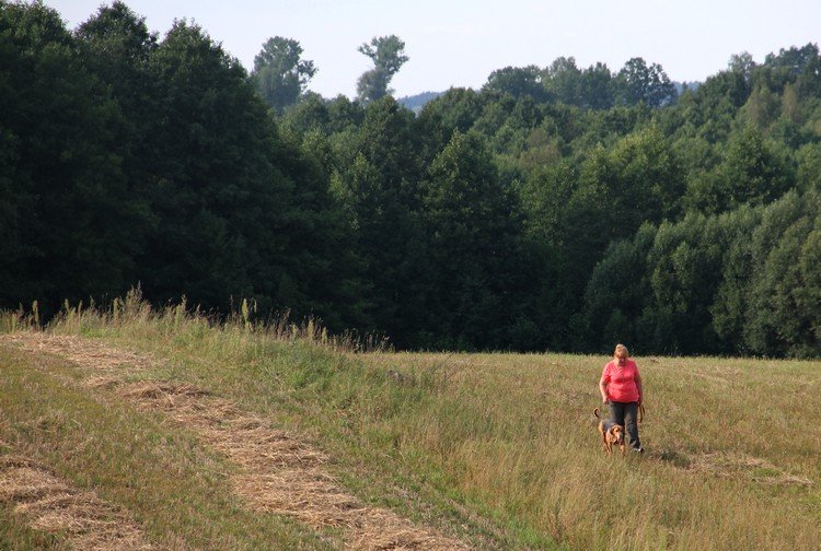 Cykada na spacerze.