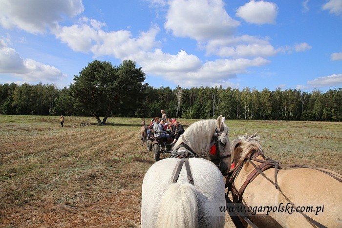 Ta łąka była dawniej torem wyścigowym, teraz to NATURA 2000!