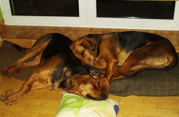 IMGP0935.JPG