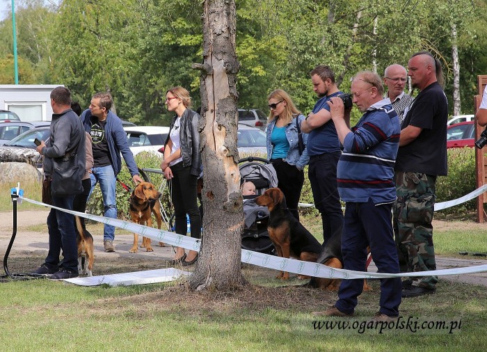 Rusa kibic, Wojan szuka miłości ;).
