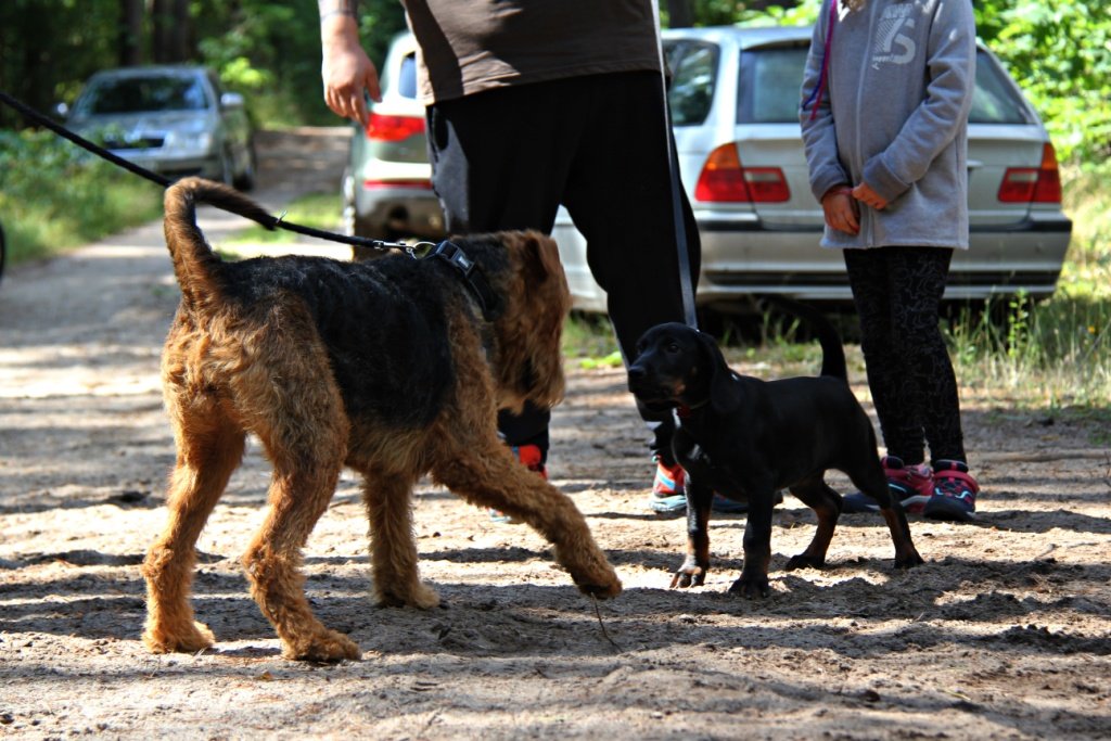 Zapoznanie Jagi - airedale terrier z GP