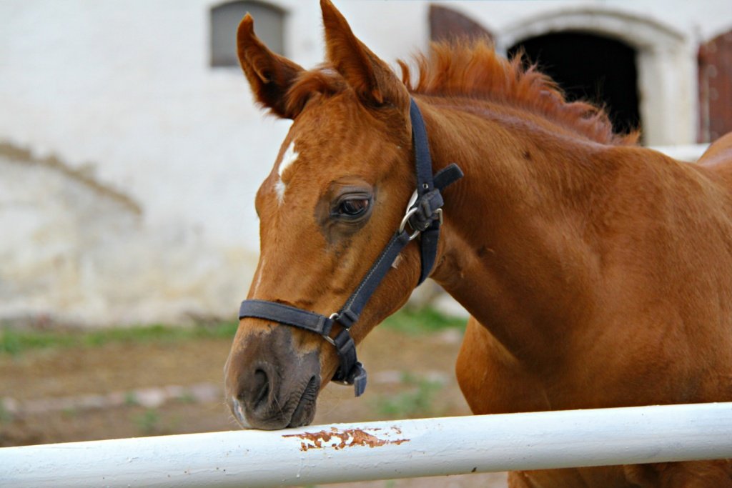IMG_8100m.JPG