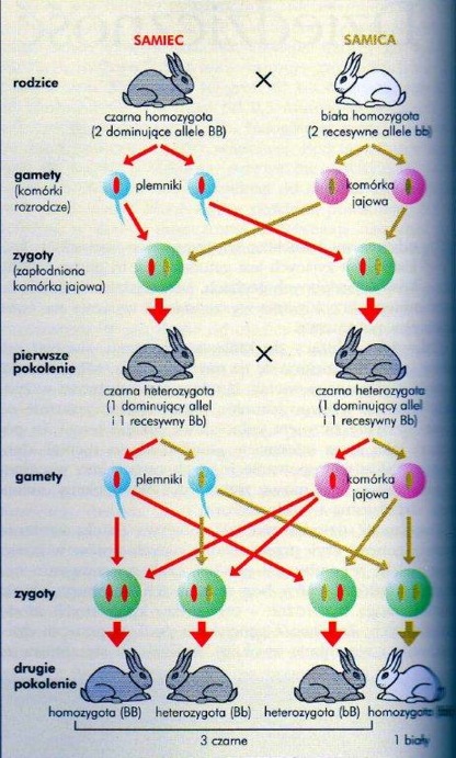 genotyp001.jpg