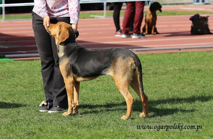 Jutrzenka