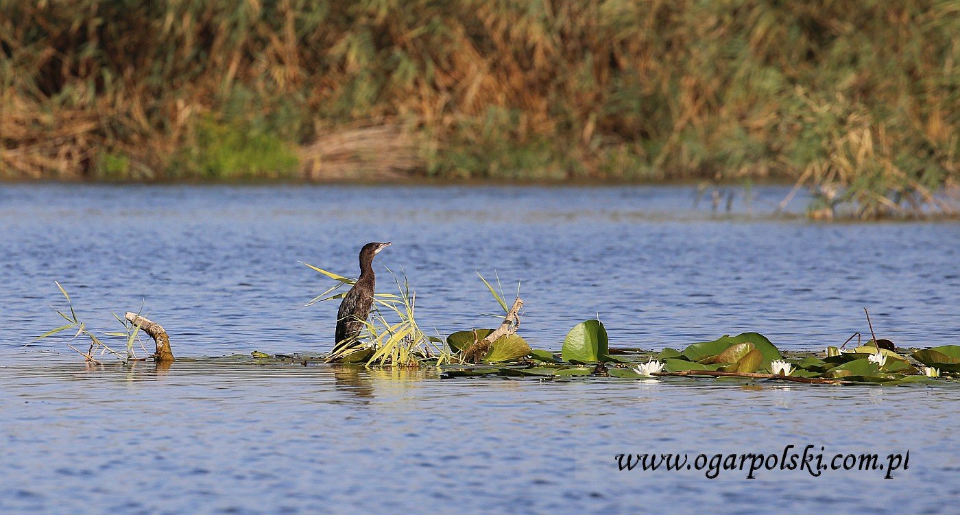 Kormoran mały.
