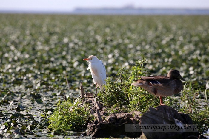 małe-IMG_4982.jpg