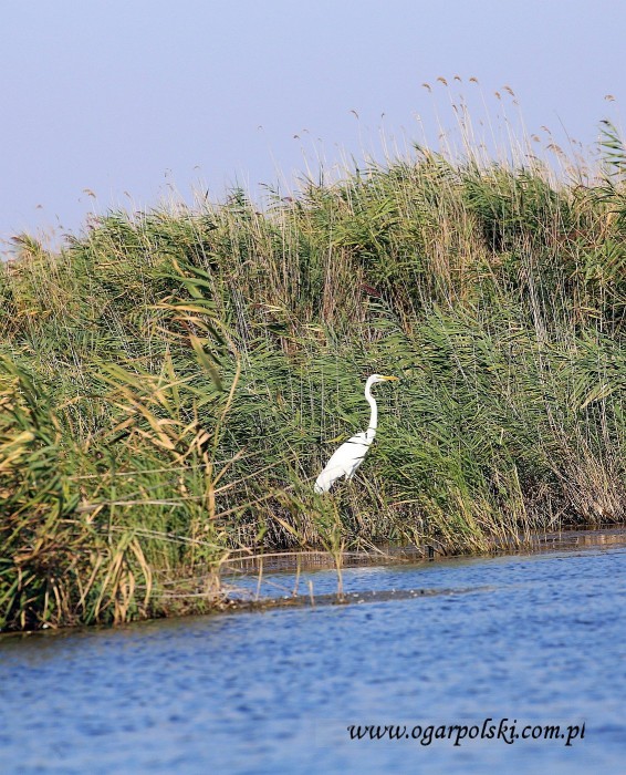 Czapla biała.