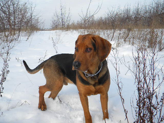 Smyk luty 2010.JPG