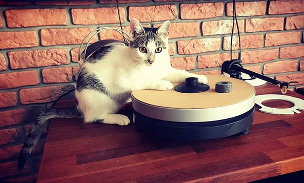 DjCat ... Pan robi się blady jak kot wskakuje na sprzęt , ha ha ha