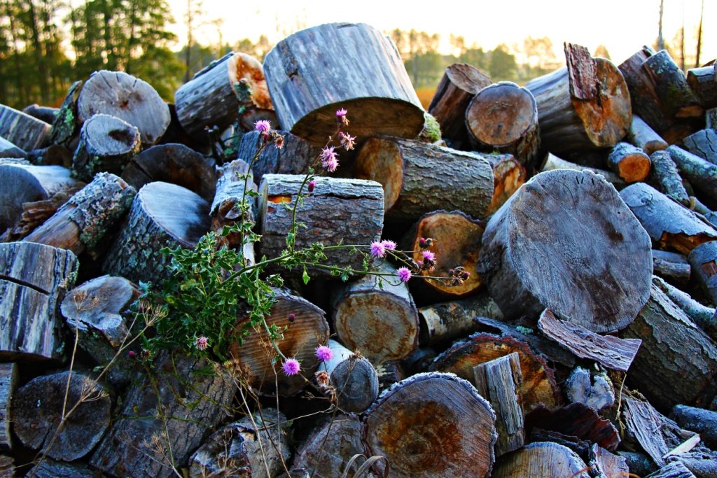 Sterta pociętych pniaków też może być fotogeniczna!