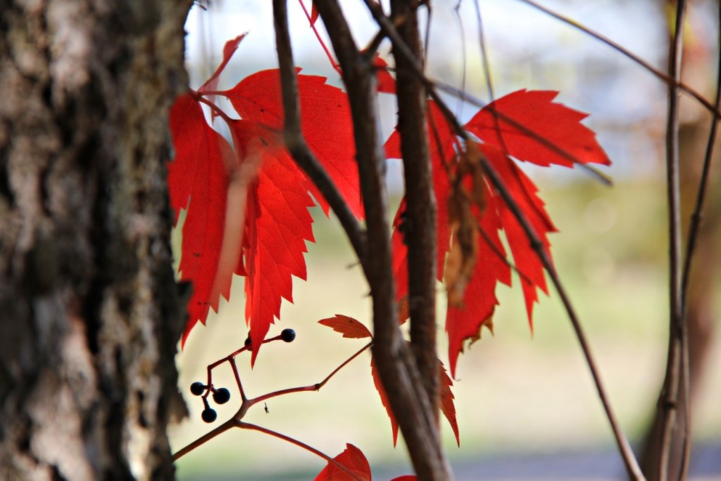 IMG_8503m.JPG