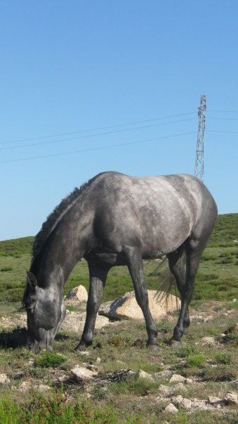 konie alvao.jpg
