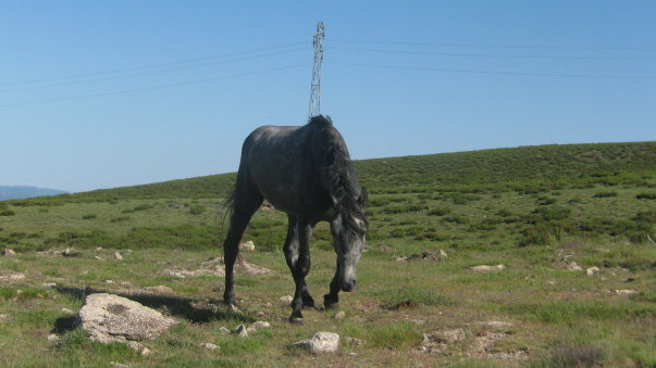 siwek alvao.jpg