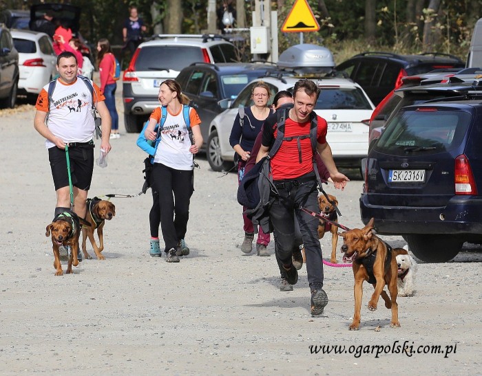 Ogarza drużyna promująca ogary w Dogtrekkingu!