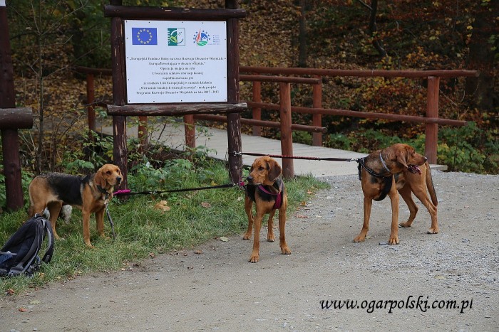 Zawisza Ostoja z nad Łyny, (Struna) Juta z Górskiego Świtu, Fatra Sfora Nemroda