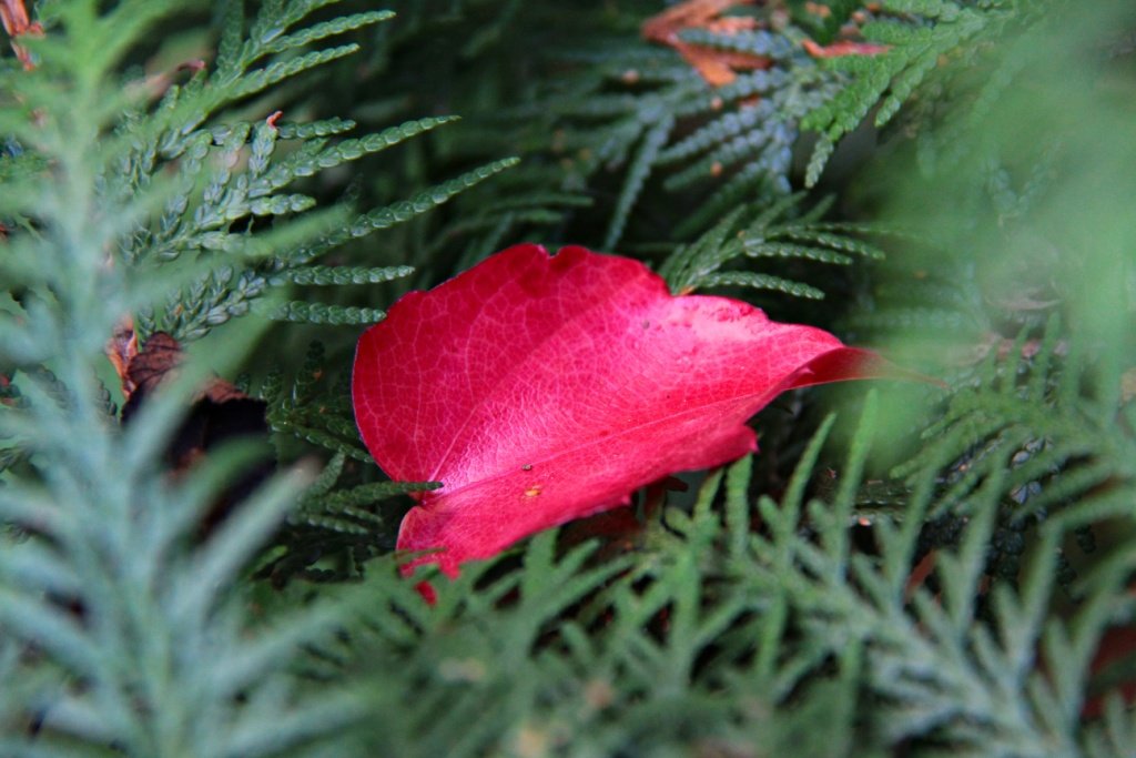 IMG_8714m.JPG