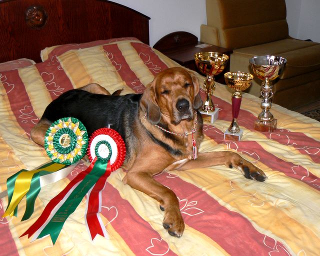 W następnym dniu na wystawie klubowej Lokis zdobył CAC i BOB. Automatycznie został Championem Węgier. <br />Na fotkach LOKIS w hotelu ze wszystkimi trofeami otrzymanymi na Węgrzech.