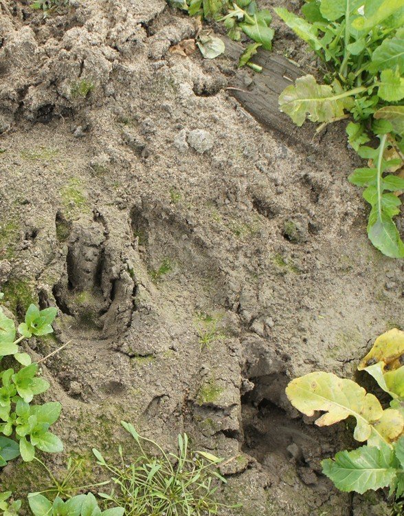 Dużo odciśniętych tropków...próbowałam rozszyfrować. Dziczki, sarenki -nie ma probolemy...ale te z lewej strony ...hmmm jakiś pomysł?