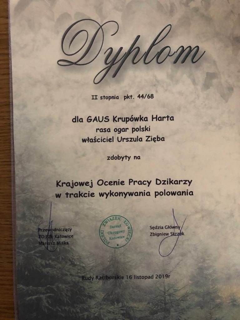 dyplom GAUS.jpg