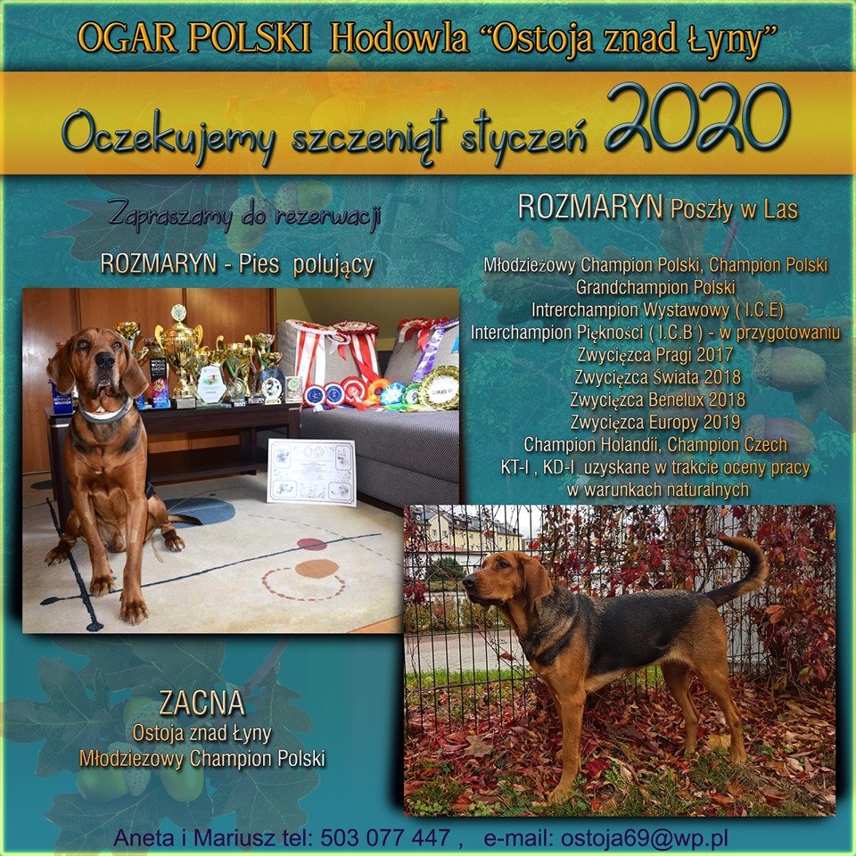 ZAPOWIEDZ MIOTU.jpg