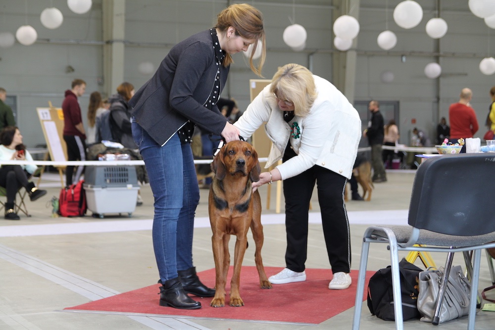 Rajski Jawor z Poniatowskiego Dworku