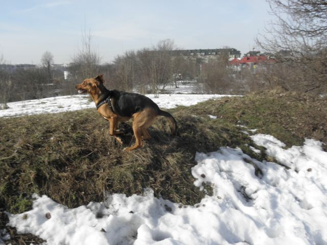 znowu Cię wiosno widzę