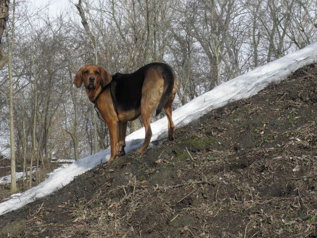 ogar w pełnej krasie