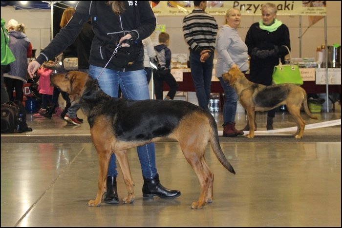 ROMANTYCZNA GAJA z Poniatowskiego Dworku