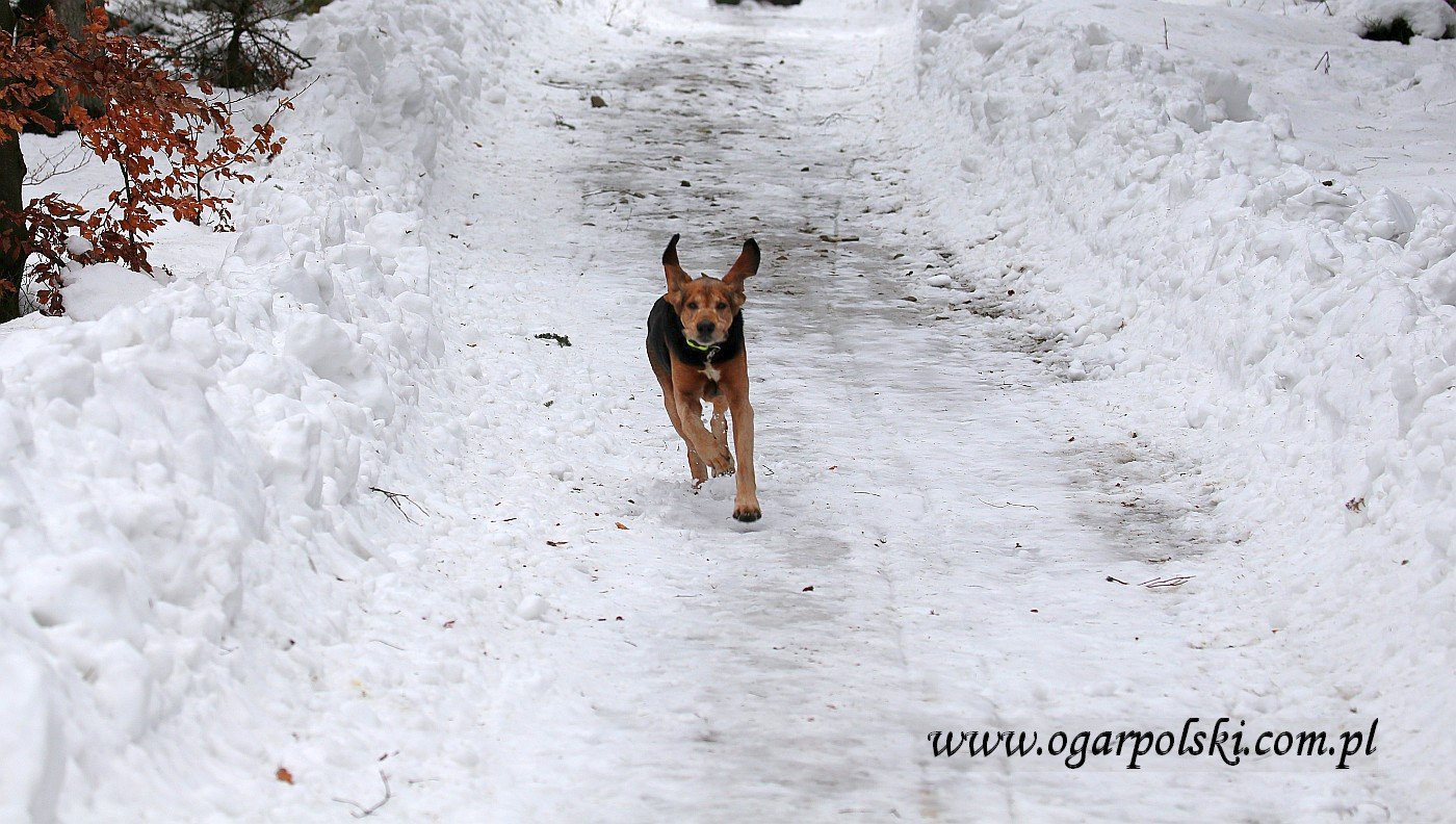 Zajo i jego uszy.