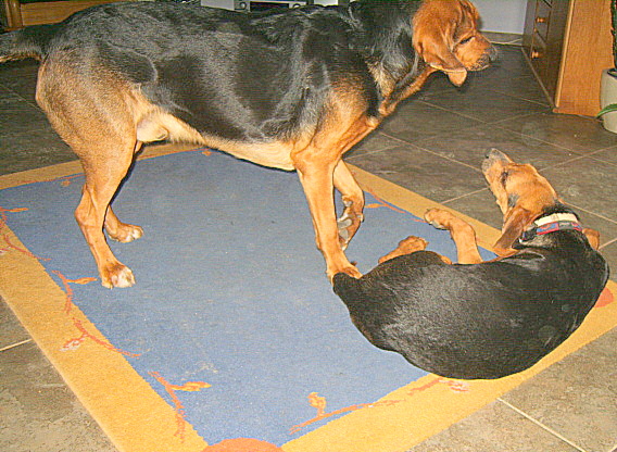 KUSY I SZAFIR 28 LUTY 2010 003.jpg