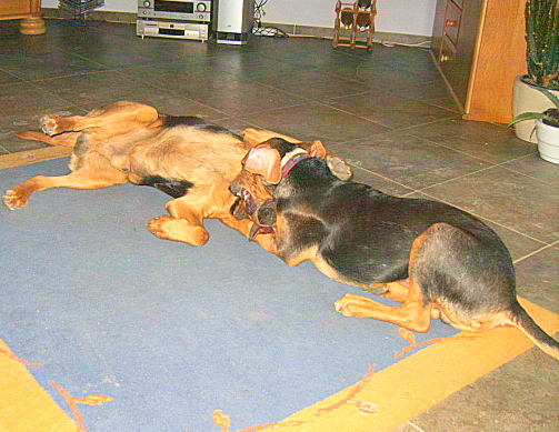 KUSY I SZAFIR 28 LUTY 2010 004.jpg