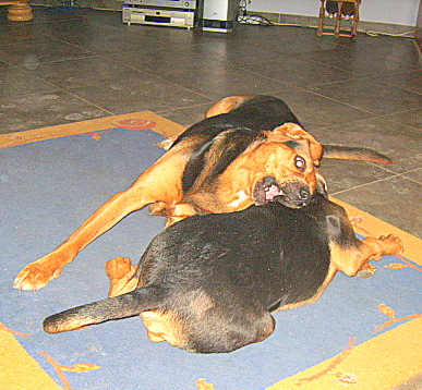 KUSY I SZAFIR 28 LUTY 2010 002.jpg