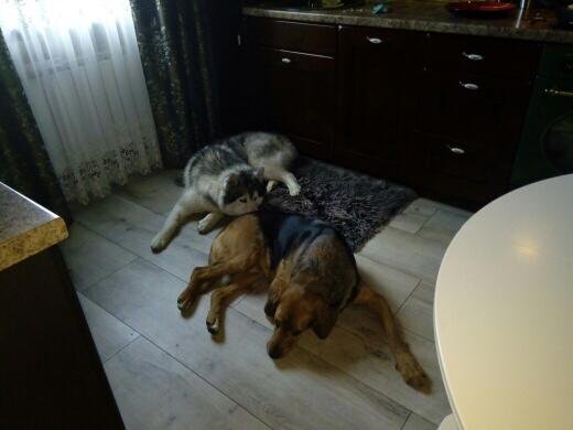 Rolo w domu.