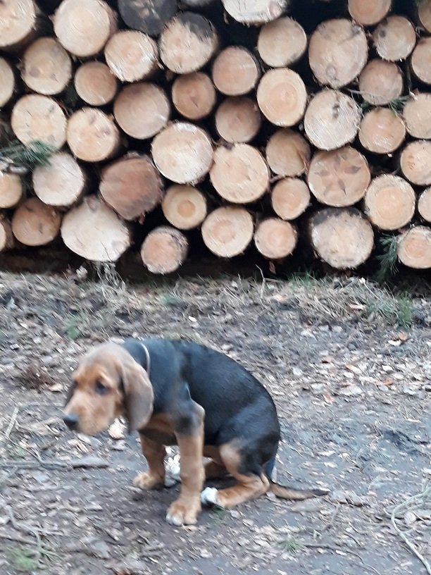 tym zdjęciem pozdrawiamy Uncjofunty Znadburzańskich Ścieżek - bardzo chcielismy zrobić podobne zdjęcie, ale nasza modelka miała ciekawsze rzeczy do robienia w lesie niż pozy w drewnie :)