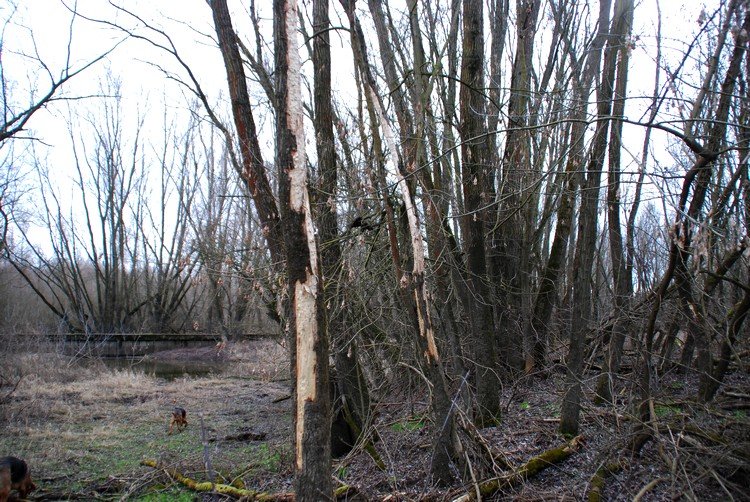 DSC_9562.JPG