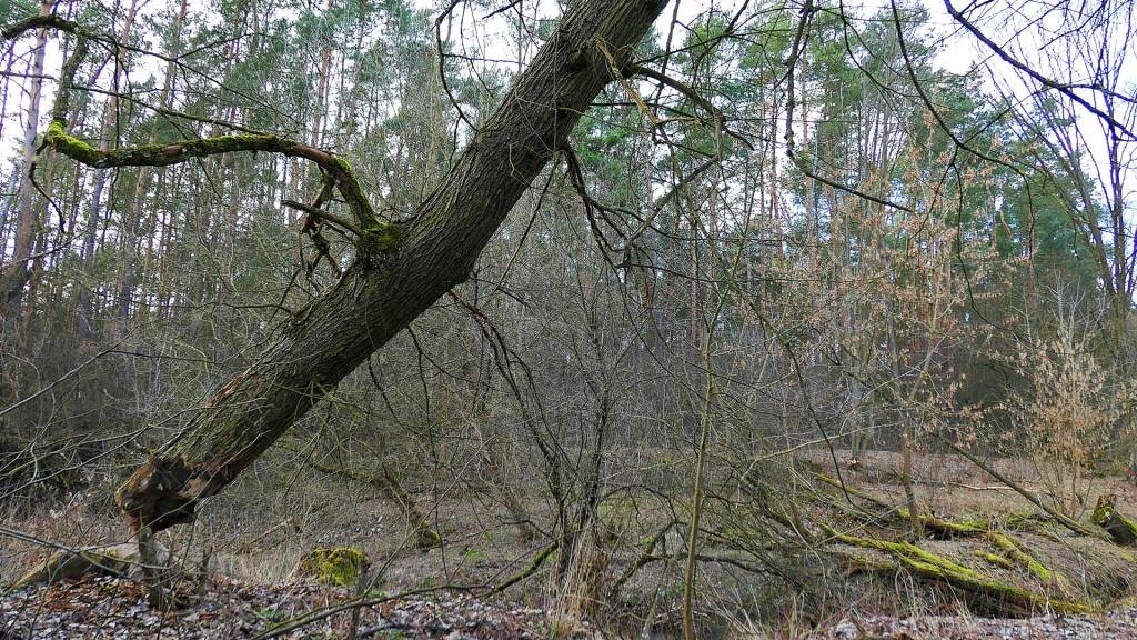 Podziwiamy kunszt tutejszych bobrów.
