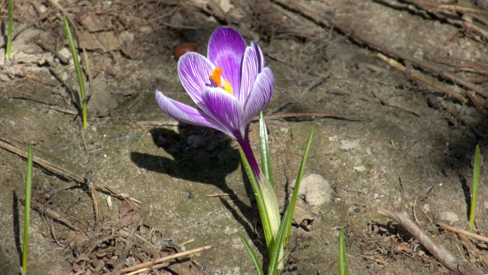 P1100277.jpg