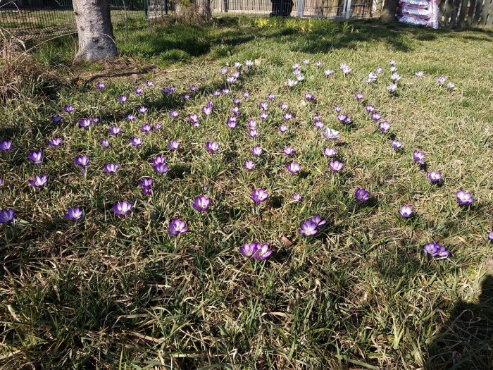 krokusy1.jpg